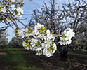 Orchard Blossom 129